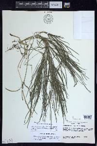 Stuckenia filiformis subsp. occidentalis image