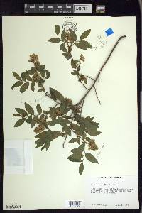 Vaccinium myrtilloides image