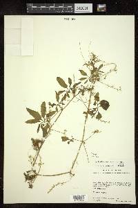 Cyclanthera multifoliola image