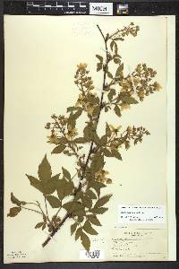 Cyclanthera naudiniana image