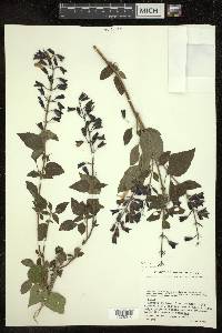 Salvia mexicana image