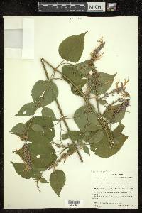 Salvia purpurea image