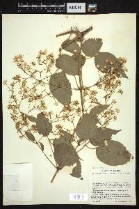 Clematis rhodocarpa image