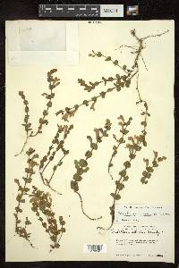 Scutellaria durangensis image