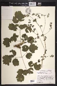 Thalictrum peltatum image