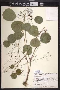 Thalictrum peltatum image