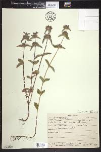 Clinopodium vulgare image