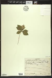 Cornus canadensis image