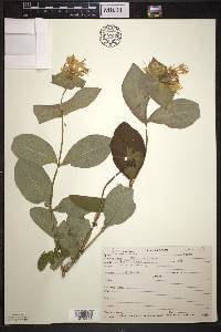 Lonicera hirsuta image