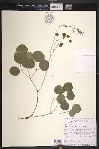 Thalictrum peltatum image