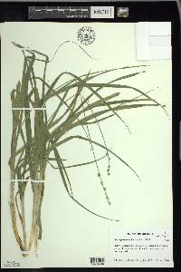 Carex sparganioides image