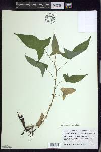 Persicaria arifolia image