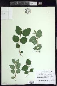 Symphoricarpos albus image