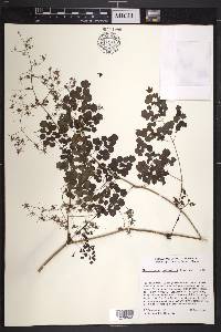 Thalictrum galeottii image