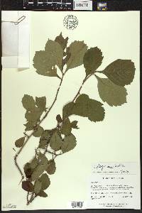 Crataegus succulenta image