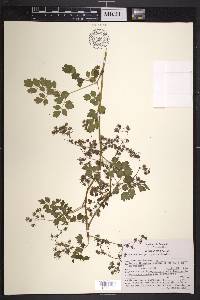 Thalictrum pubigerum image