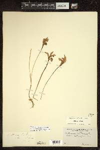 Arethusa bulbosa image