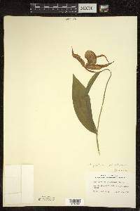 Cypripedium parviflorum var. pubescens image