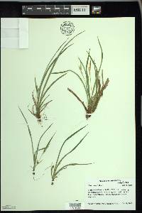 Carex backii image