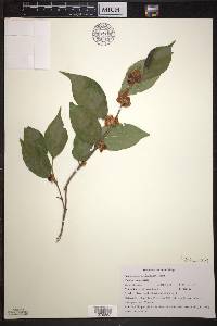 Lonicera maackii image