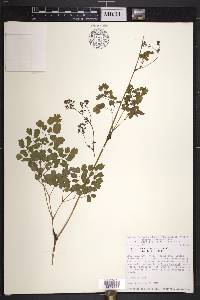 Thalictrum strigillosum image