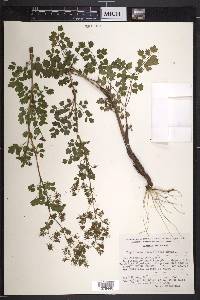 Thalictrum strigillosum image