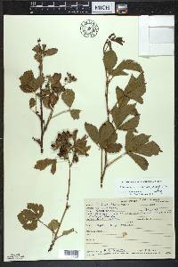 Rubus uniformis image