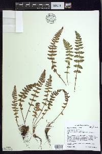 Woodsia ilvensis image