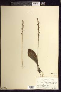 Platanthera obtusata image