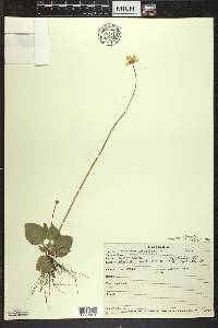 Parnassia glauca image