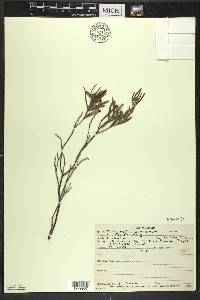 Andromeda polifolia var. latifolia image