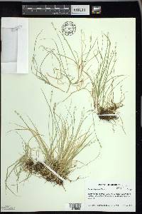 Carex disperma image