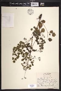 Thalictrum strigillosum image