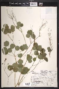 Thalictrum pringlei image