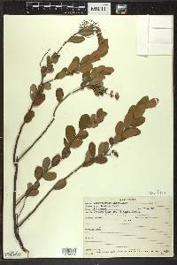 Chamaedaphne calyculata image