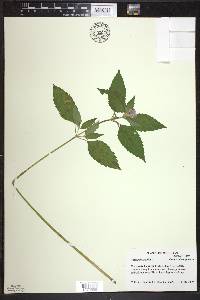 Galeopsis tetrahit image