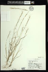 Aristida purpurascens image