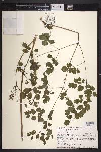 Thalictrum strigillosum image