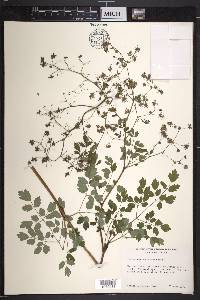 Thalictrum pubigerum image