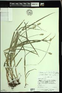 Carex cephaloidea image