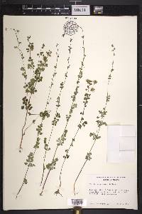 Thalictrum pinnatum image