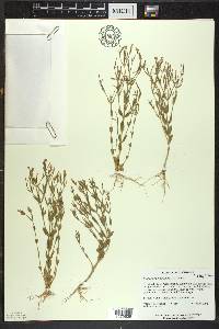 Centaurium pulchellum image