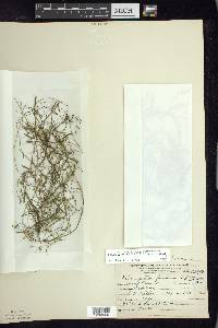 Potamogeton foliosus subsp. foliosus image