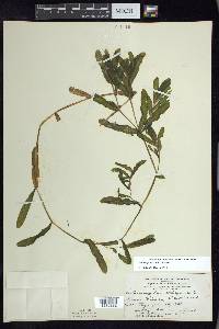 Potamogeton crispus image