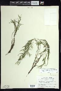 Potamogeton berchtoldii image