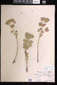 Euphorbia brachycera image