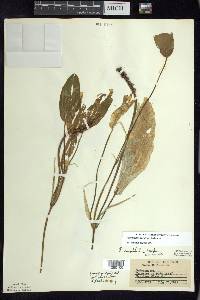 Potamogeton amplifolius image