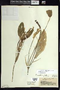 Potamogeton amplifolius image