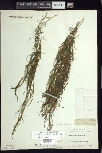 Potamogeton foliosus var. foliosus image