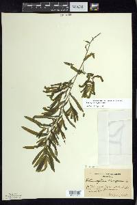 Potamogeton crispus image